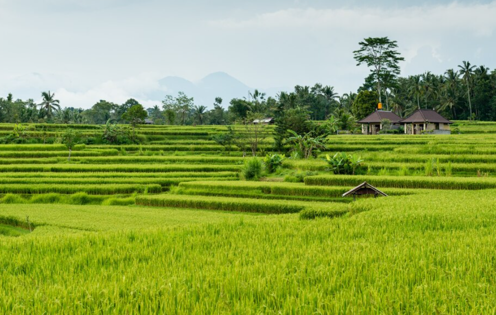Bahaya Tersembunyi di Balik Pupuk Kimia: Ancaman Serius bagi Kesehatan dan Lingkungan